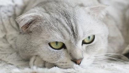 凤凰娱乐APP|排球赛事v1.6.7